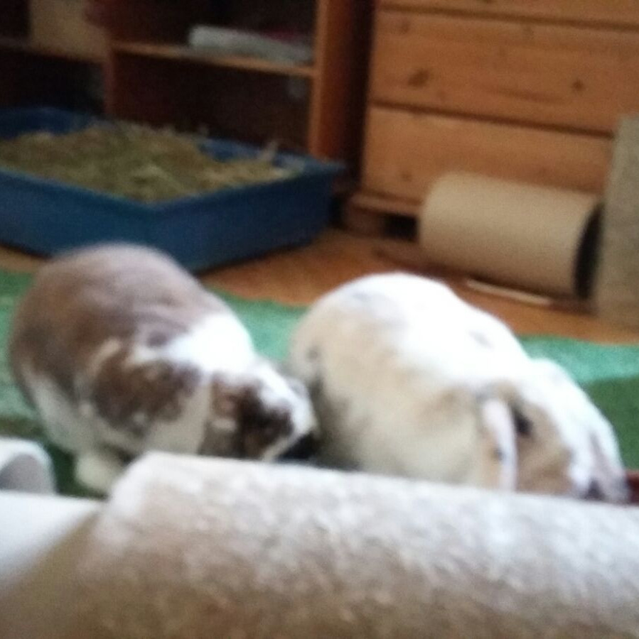 2017 09 fieps neues zuhause 1 001