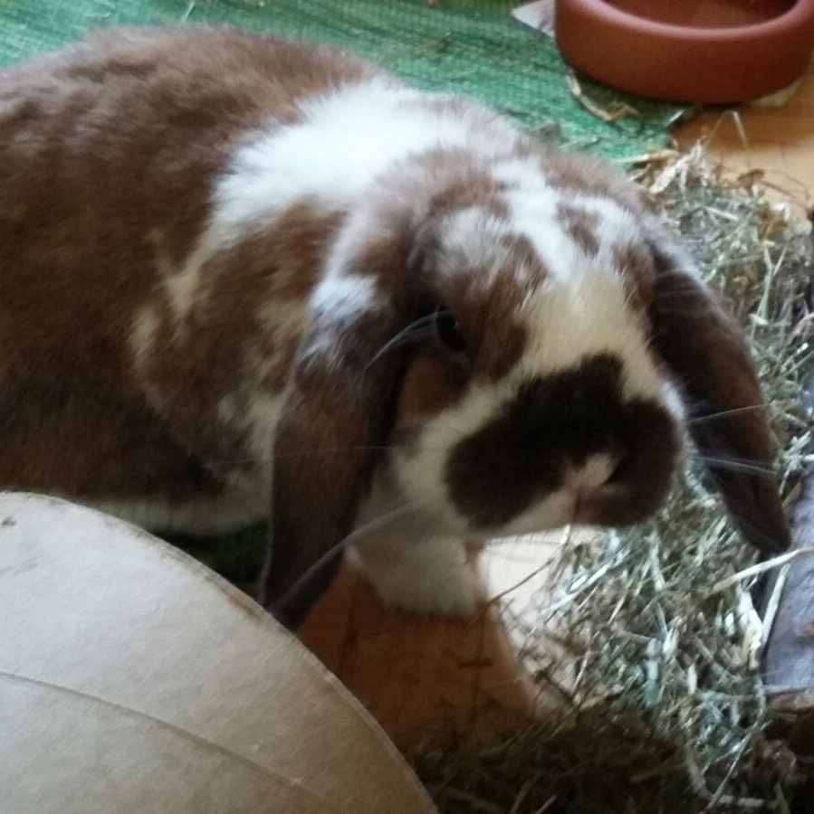 2017 09 fieps neues zuhause 3 001