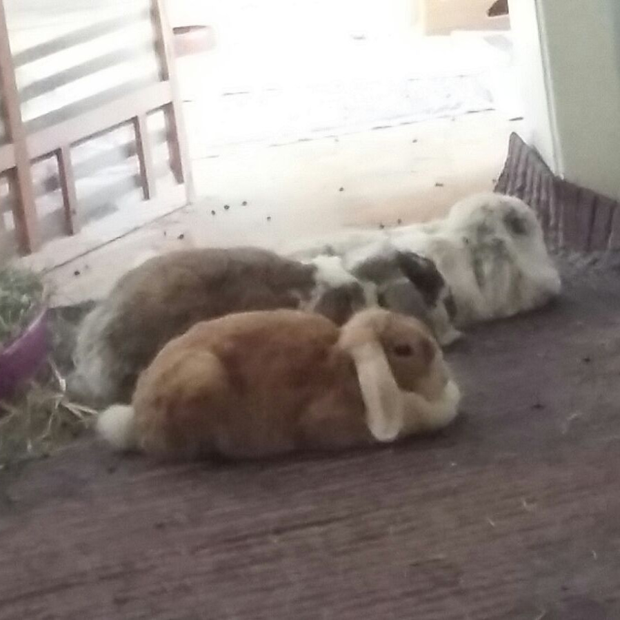 2017 09 fieps neues zuhause 4 001