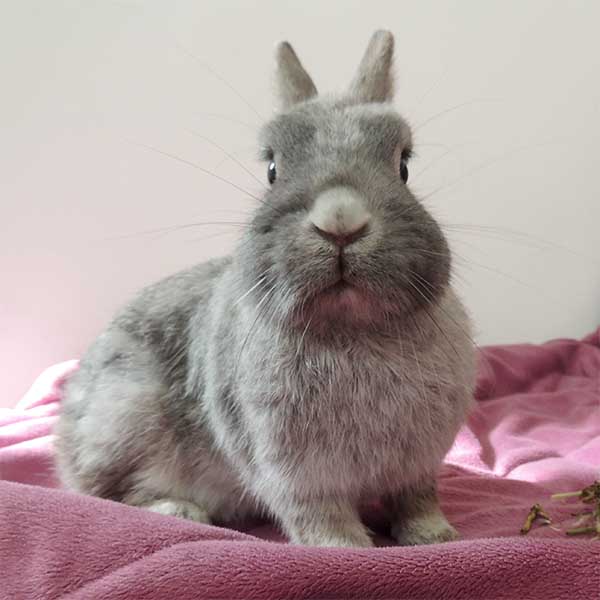 Little Jolly Ostern 1