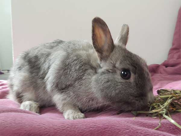 Little Jolly Ostern 2