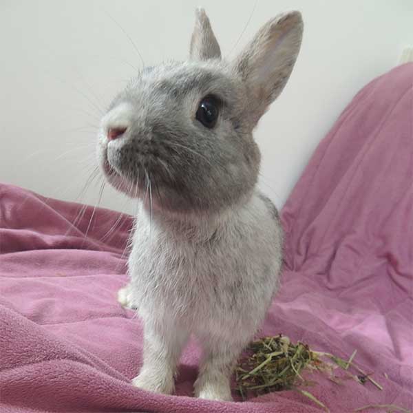 Little Jolly Ostern 3