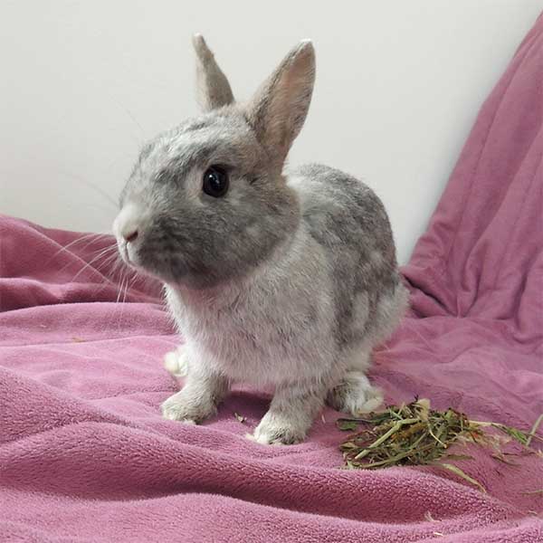 Little Jolly Ostern 4