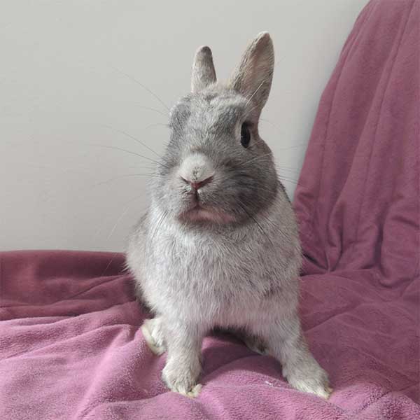 Little Jolly Ostern 5