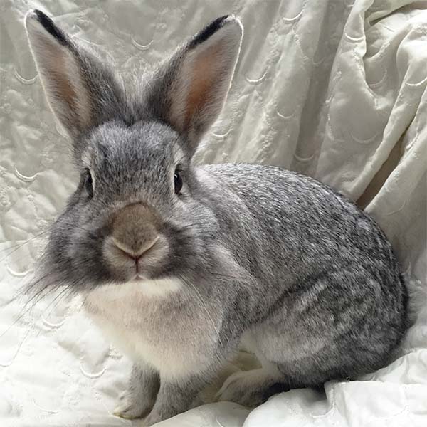 Rufus 1