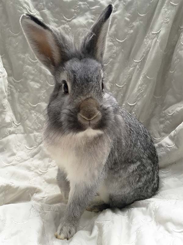 Rufus 3