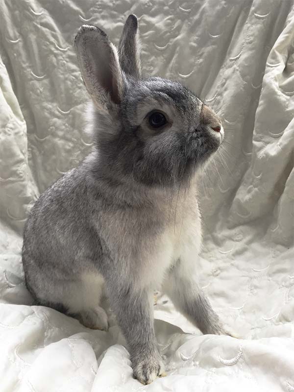 Rufus 4