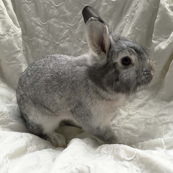 Rufus 5