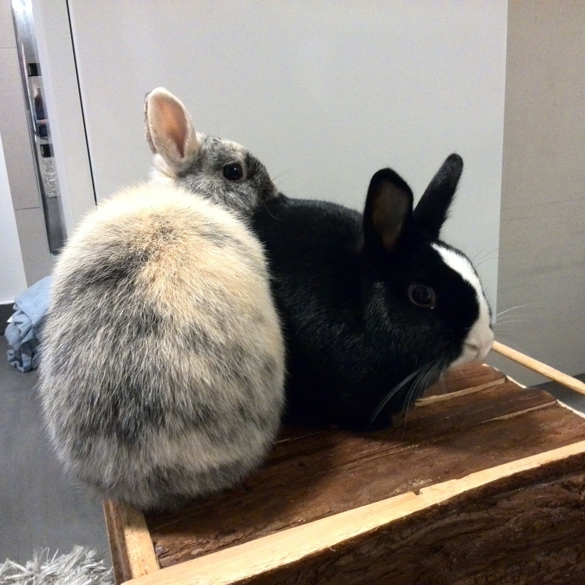 Shing zuhause gefunden 1