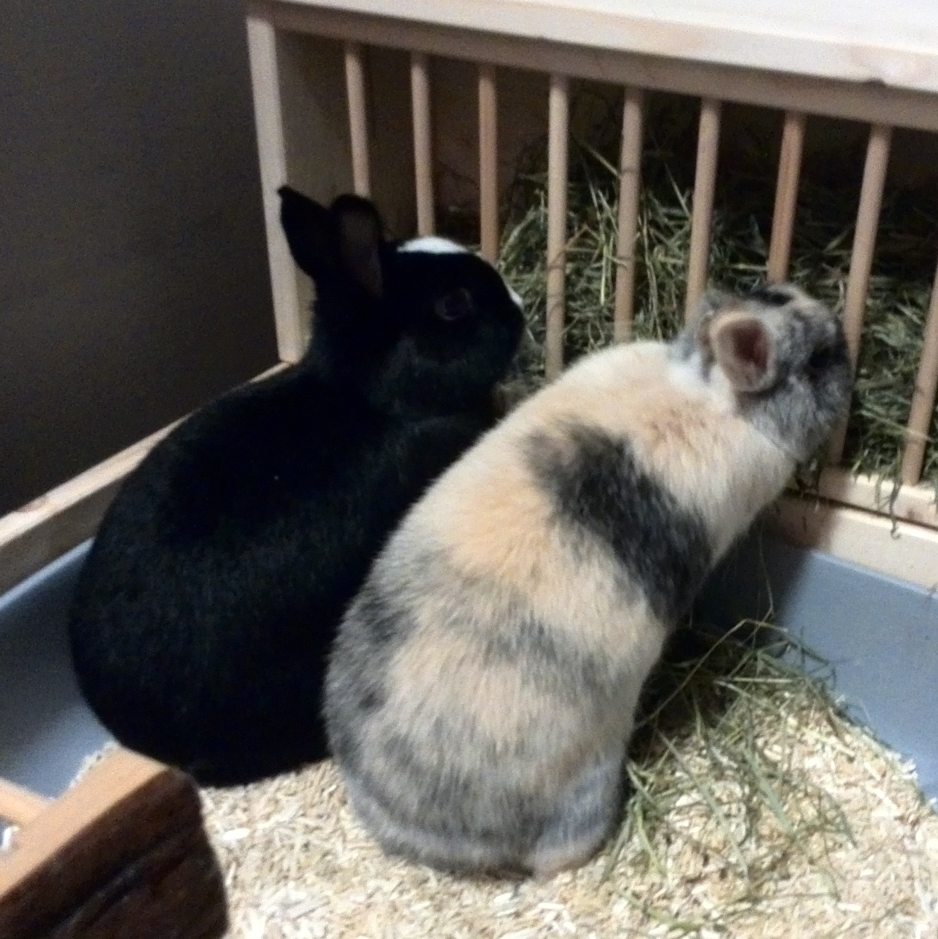 Shing zuhause gefunden 2