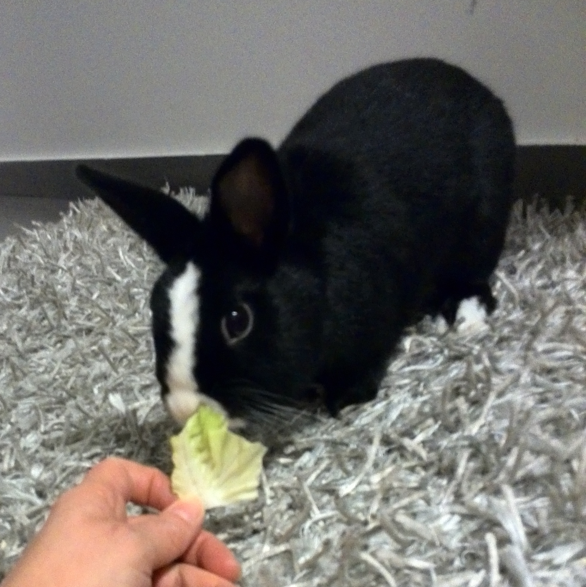 Shing zuhause gefunden 3