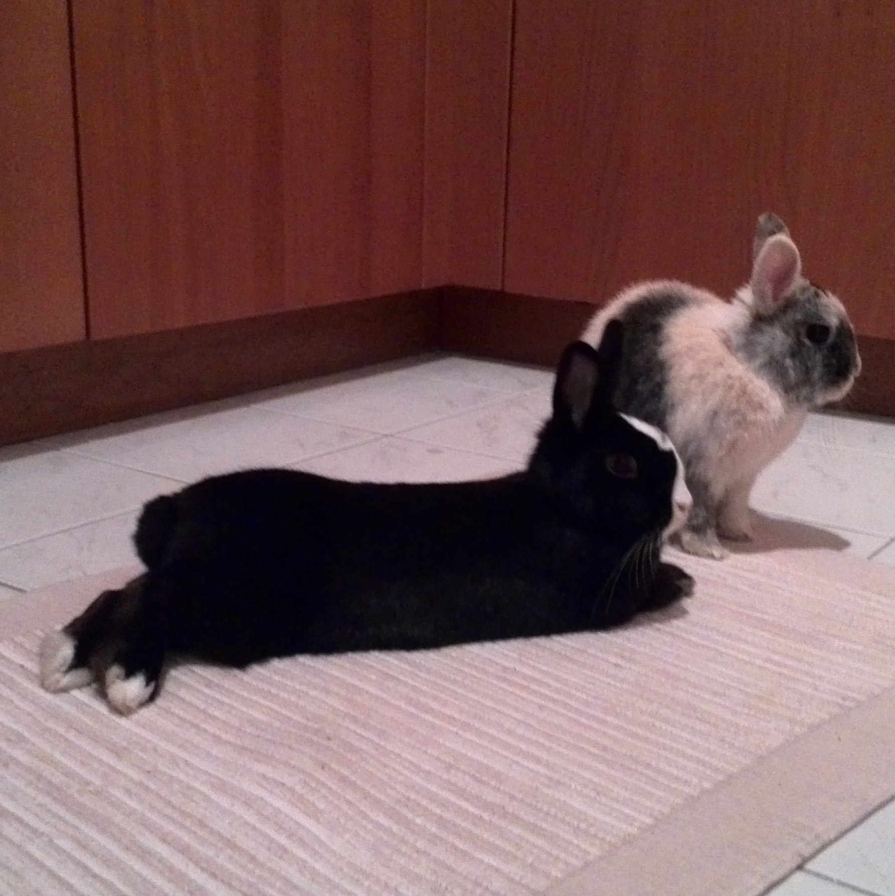 Shing zuhause gefunden 4