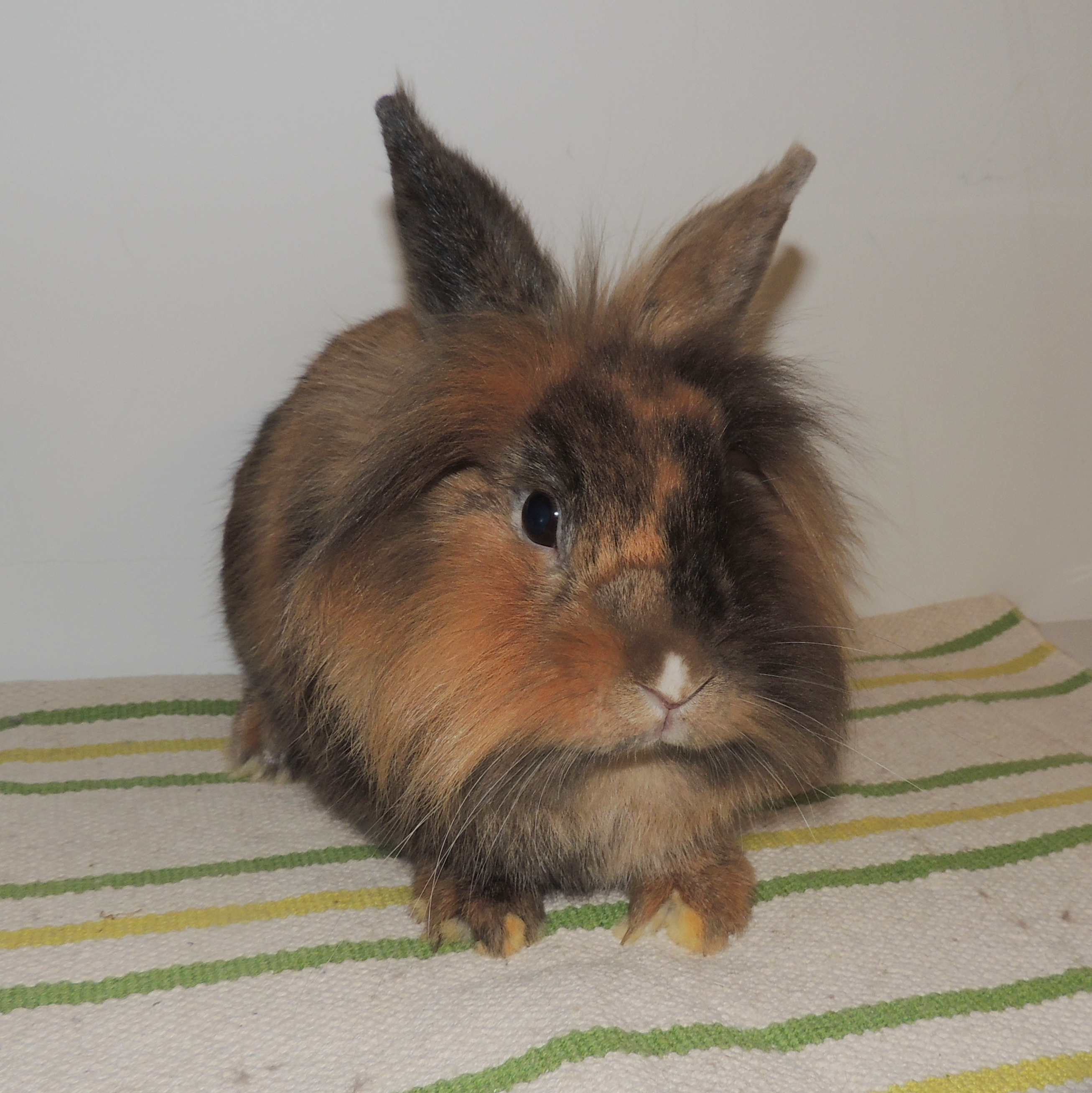 2017 12 Big Trouble 1