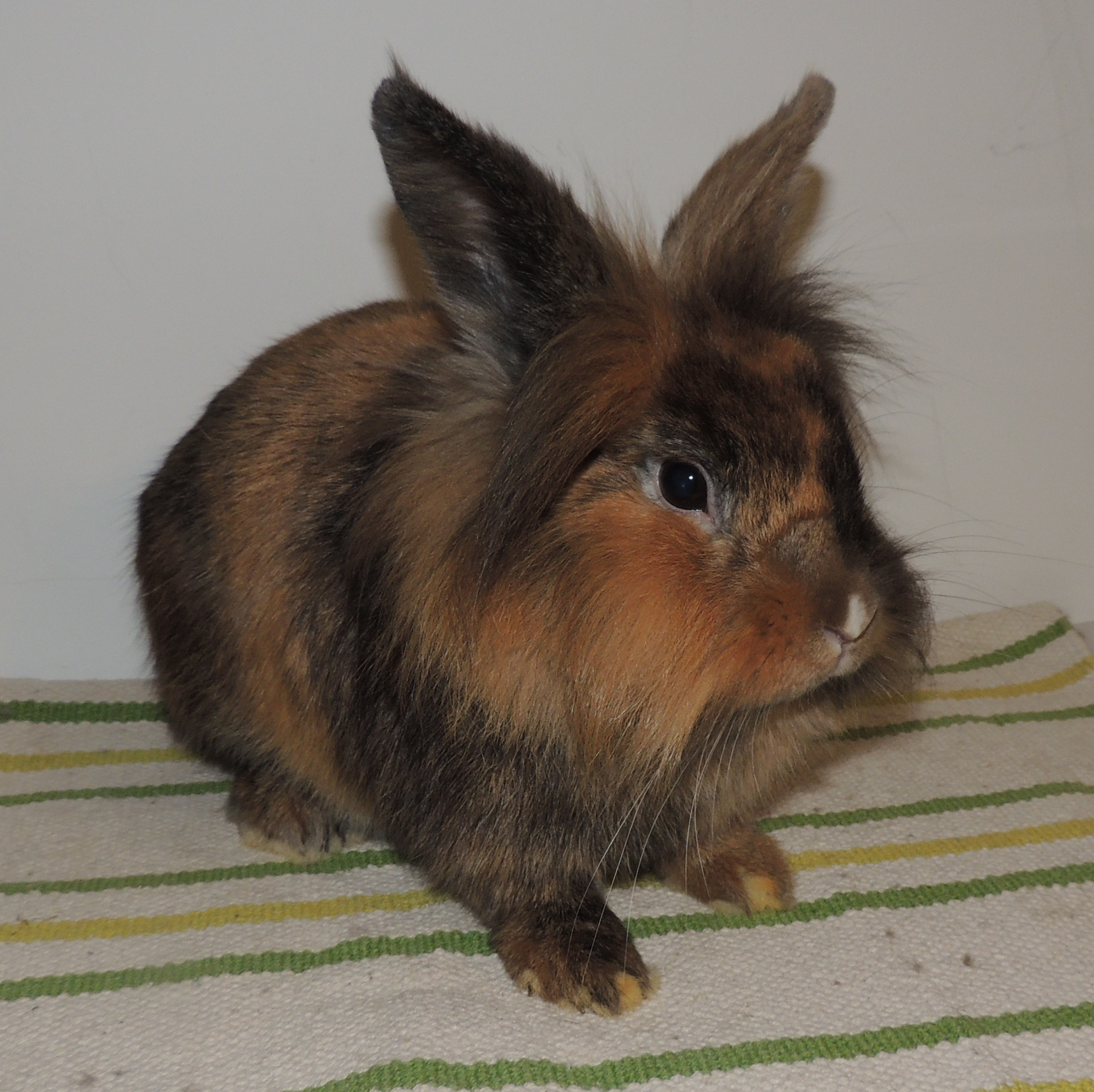 2017 12 Big Trouble 4