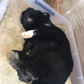 Colas Dante neues Zuhause 2