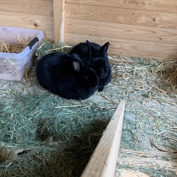 Colas Dante neues Zuhause 4