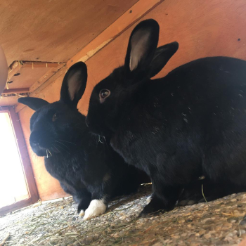 Colas Dante neues Zuhause 5