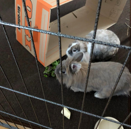 Keks zuhause gefunden