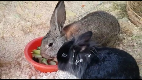 Kumi zuhause gefunden