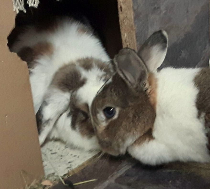 Moonpie zuhause gefunden 3 001