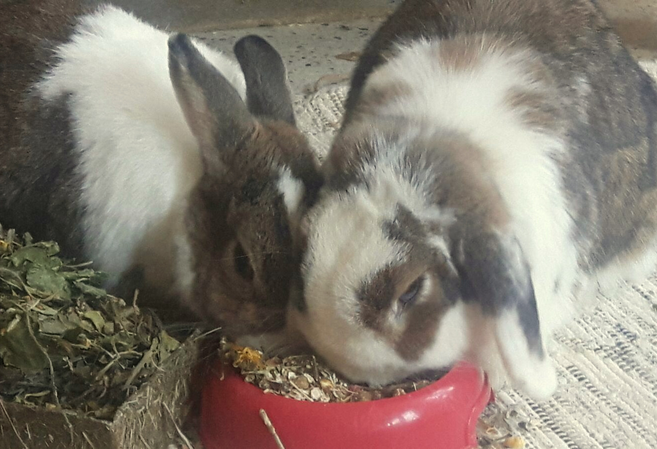 Moonpie zuhause gefunden 4 001