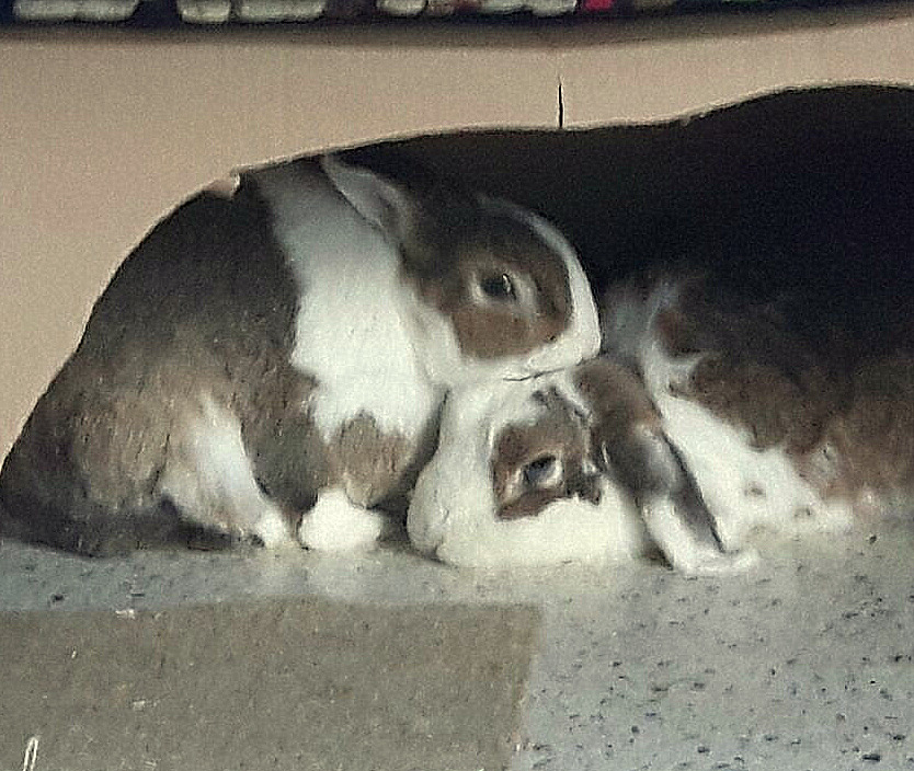 Moonpie zuhause gefunden 6 001