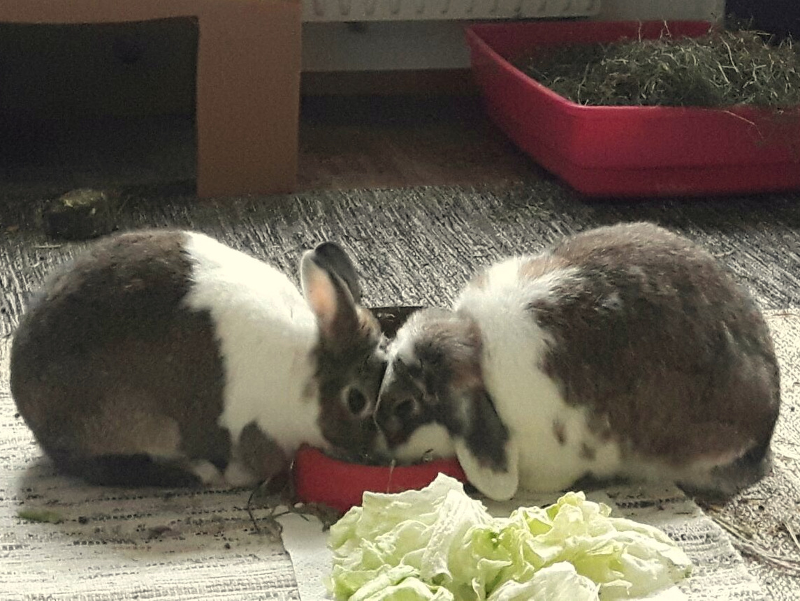 Moonpie zuhause gefunden 7 001