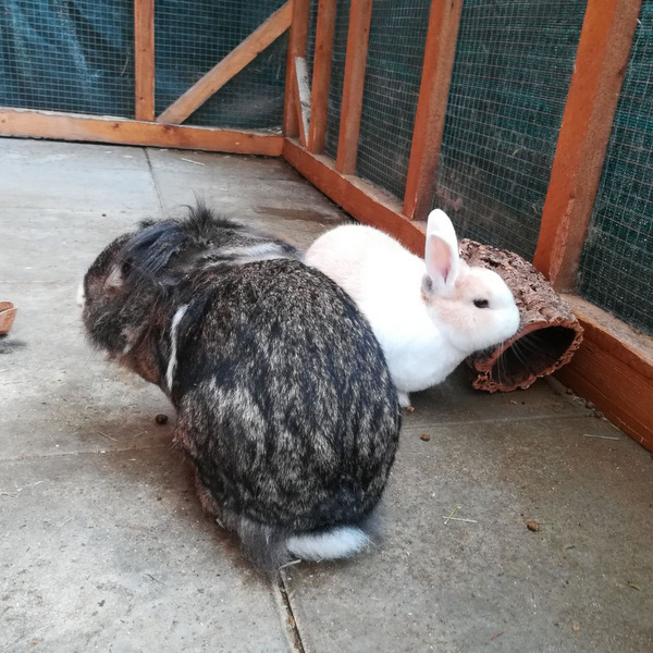 2018 01 Morillo zuhause gefunden