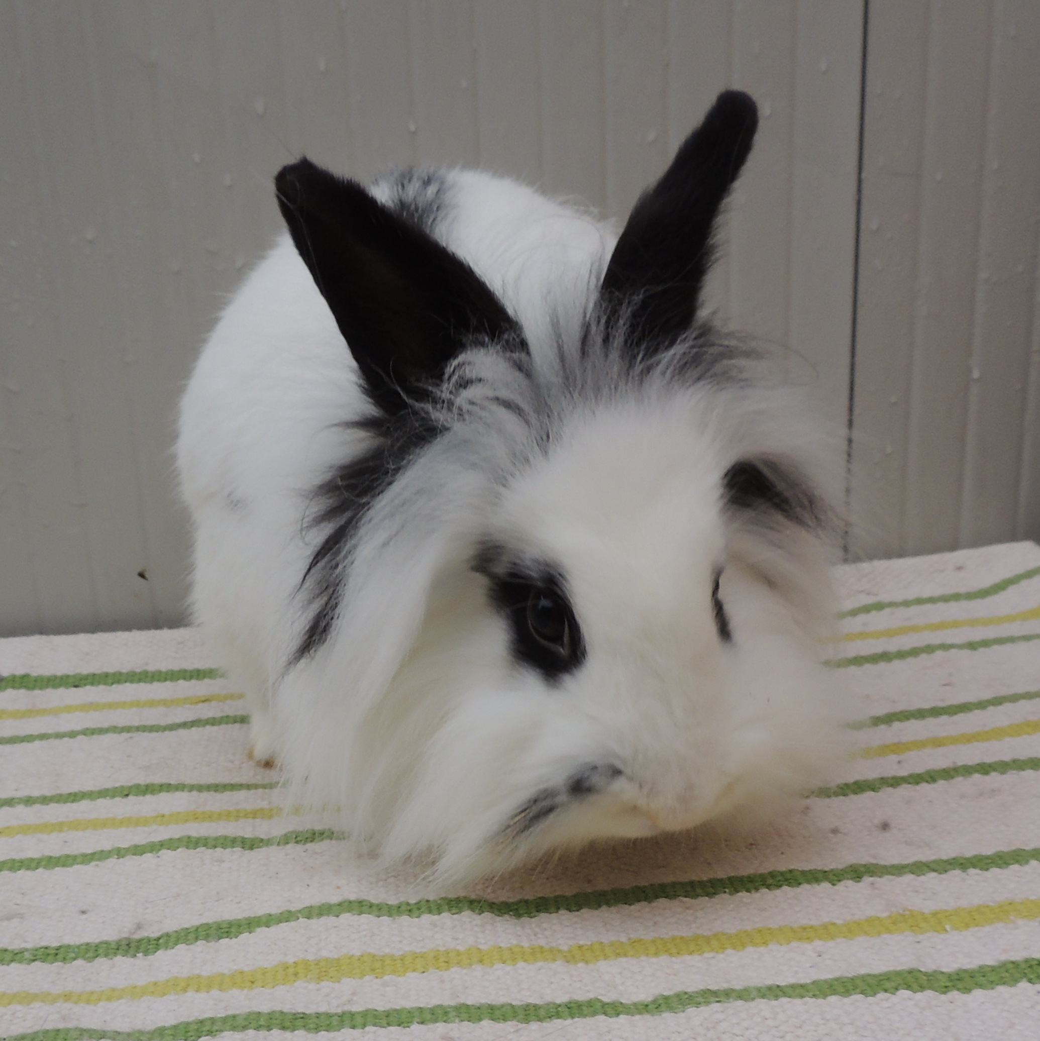 2017 12 Simjon neu 1