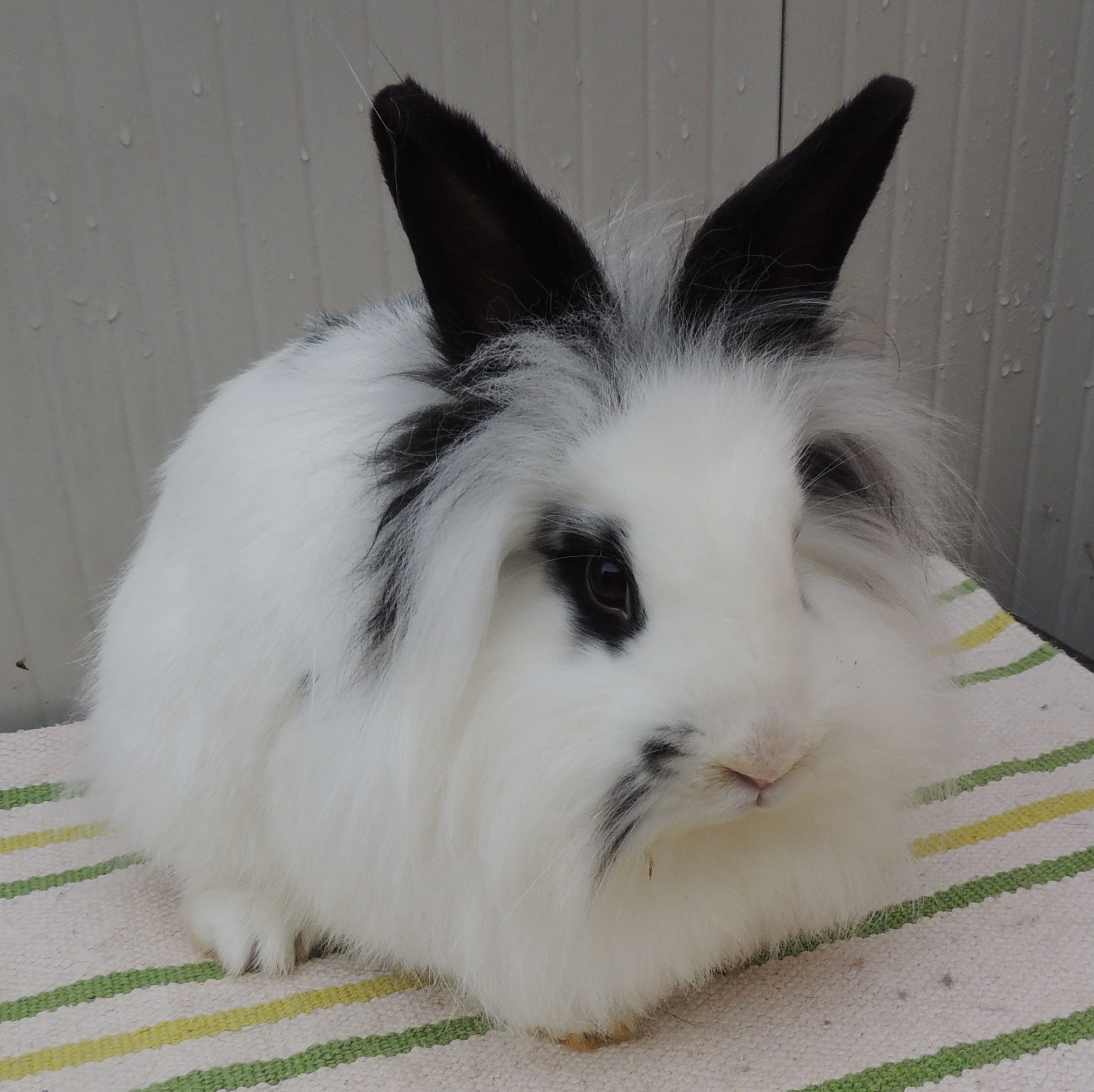 2017 12 Simjon neu 2