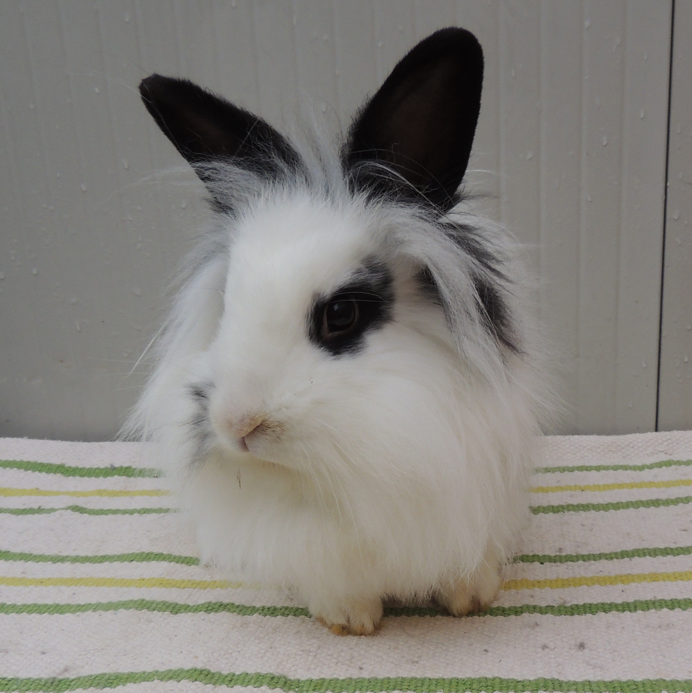 2017 12 Simjon neu 3