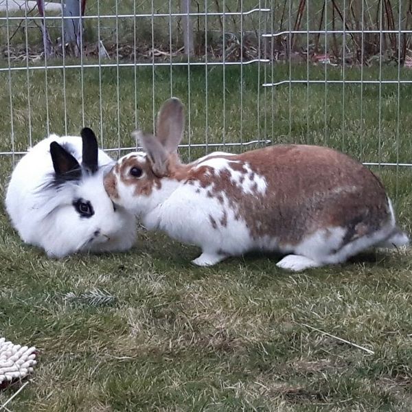 2018 02 Simjon zuhause gefunden 1