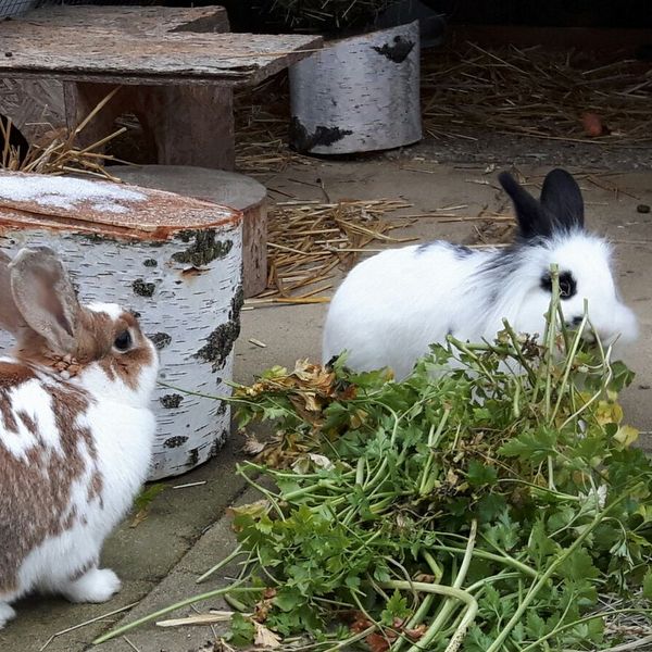 2018 02 Simjon zuhause gefunden 2