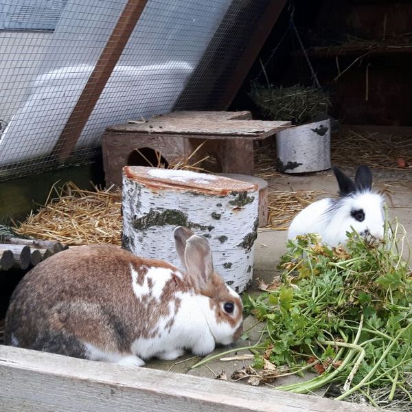 2018 02 Simjon zuhause gefunden 3