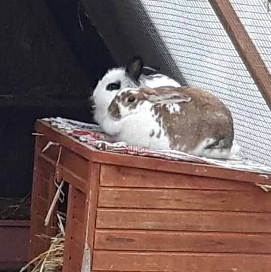 2018 02 Simjon zuhause gefunden zusatz