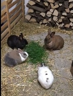 2018 01 Neely und Sully zuhause gefunden 1