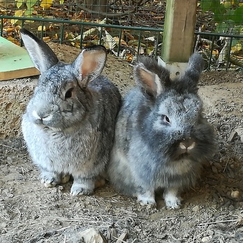 2018 10 Alexius zuhause gefunden 1