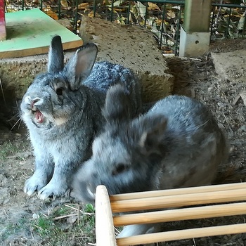 2018 10 Alexius zuhause gefunden 2