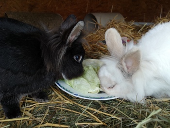 2018 12 Beany zuhause gefunden