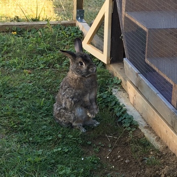 2018 08 Hänselchen zuhause gefunden 3