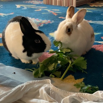 2019 04 Klemens zuhause gefunden Barbara Falk