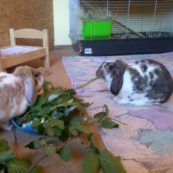 2019 06 Leonardo zuhause gefunden 1