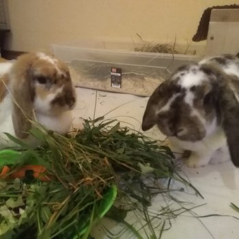 2019 06 Leonardo zuhause gefunden 2