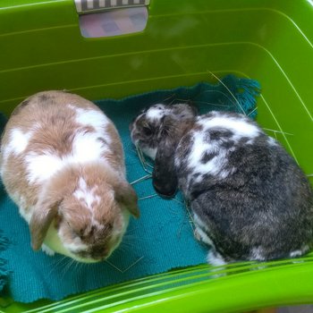 2019 06 Leonardo zuhause gefunden 3