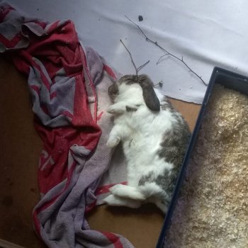 2019 06 Leonardo zuhause gefunden 4