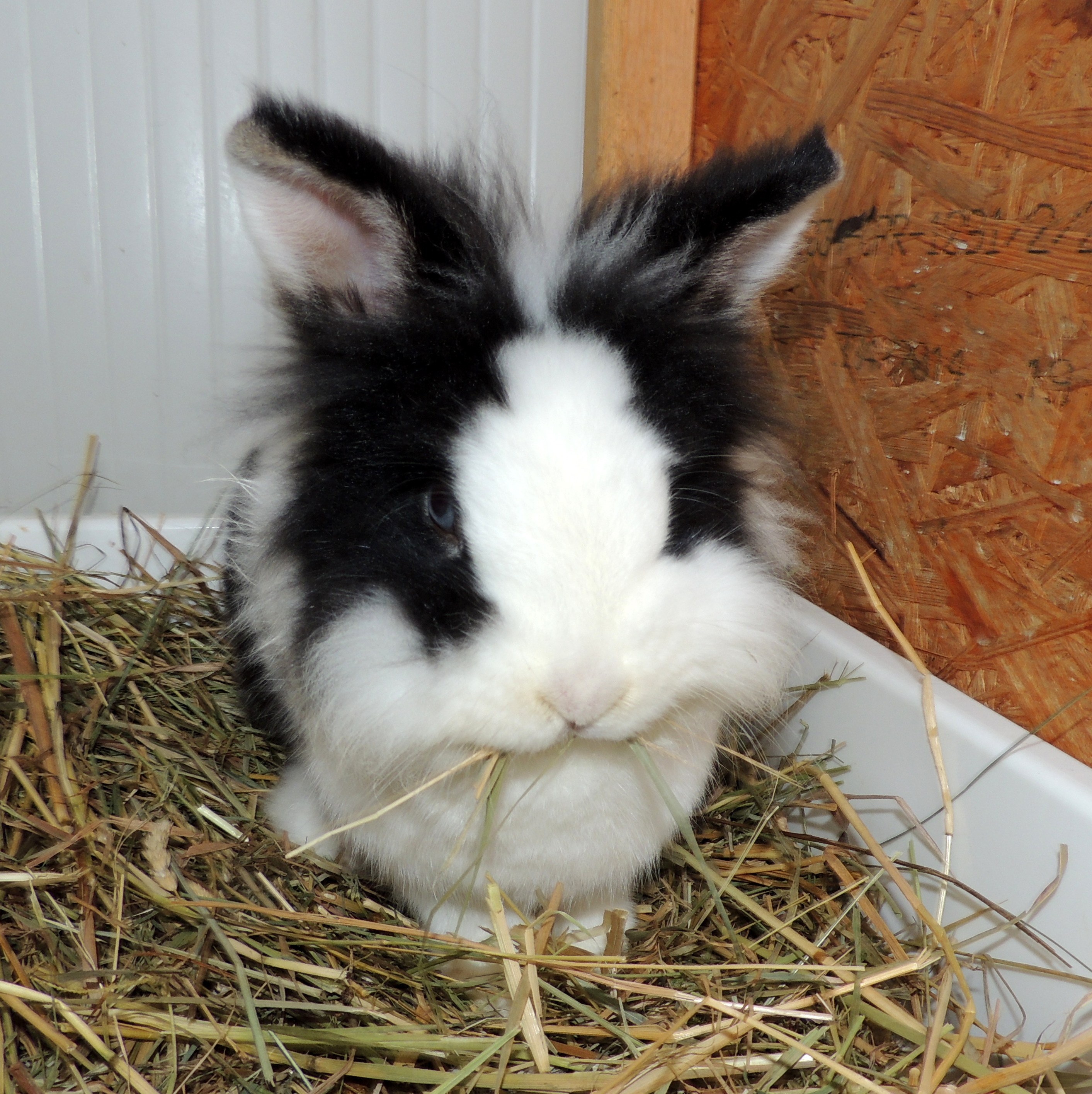 2018 01 Mister Flocke 1