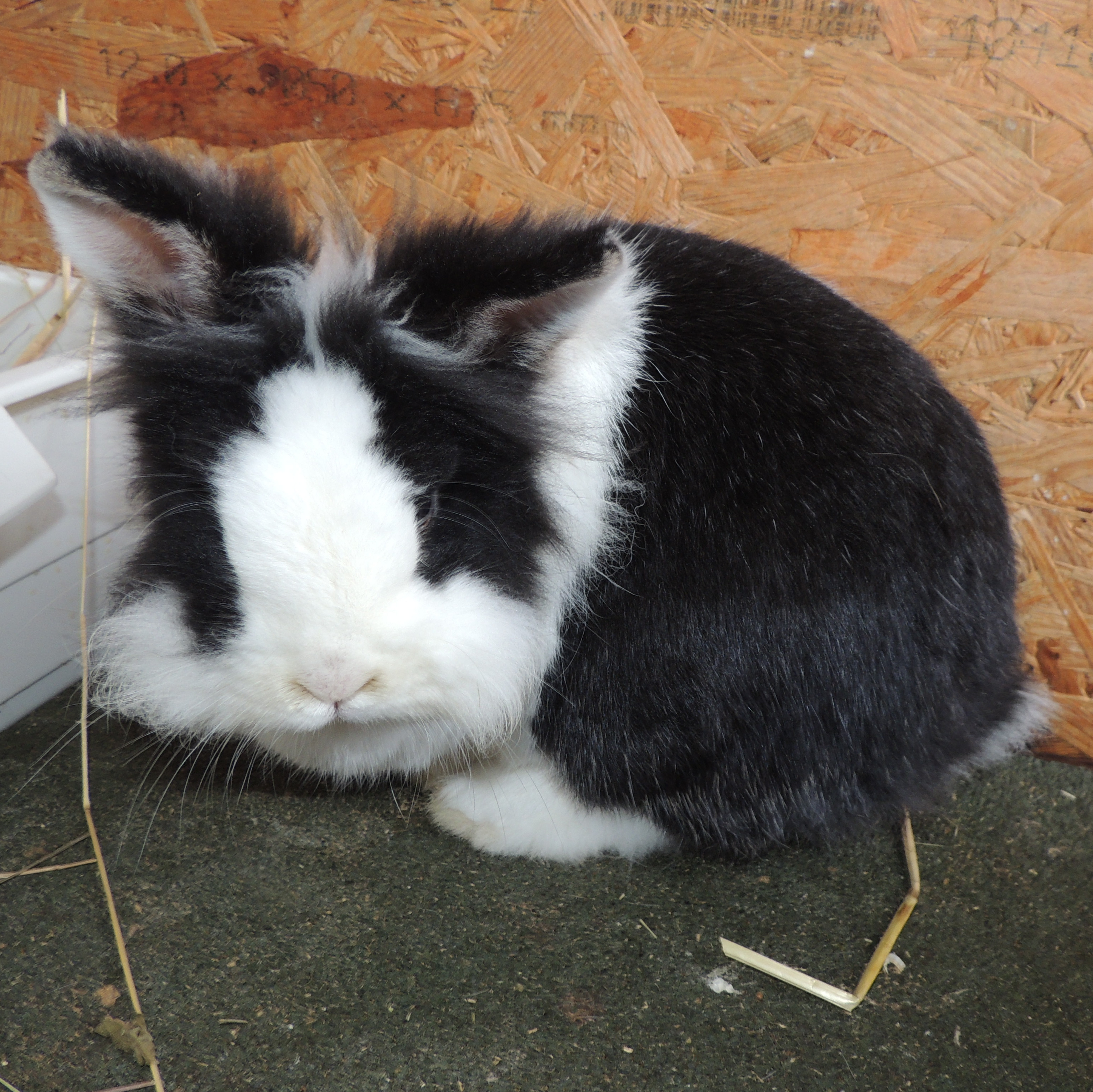 2018 01 Mister Flocke 2