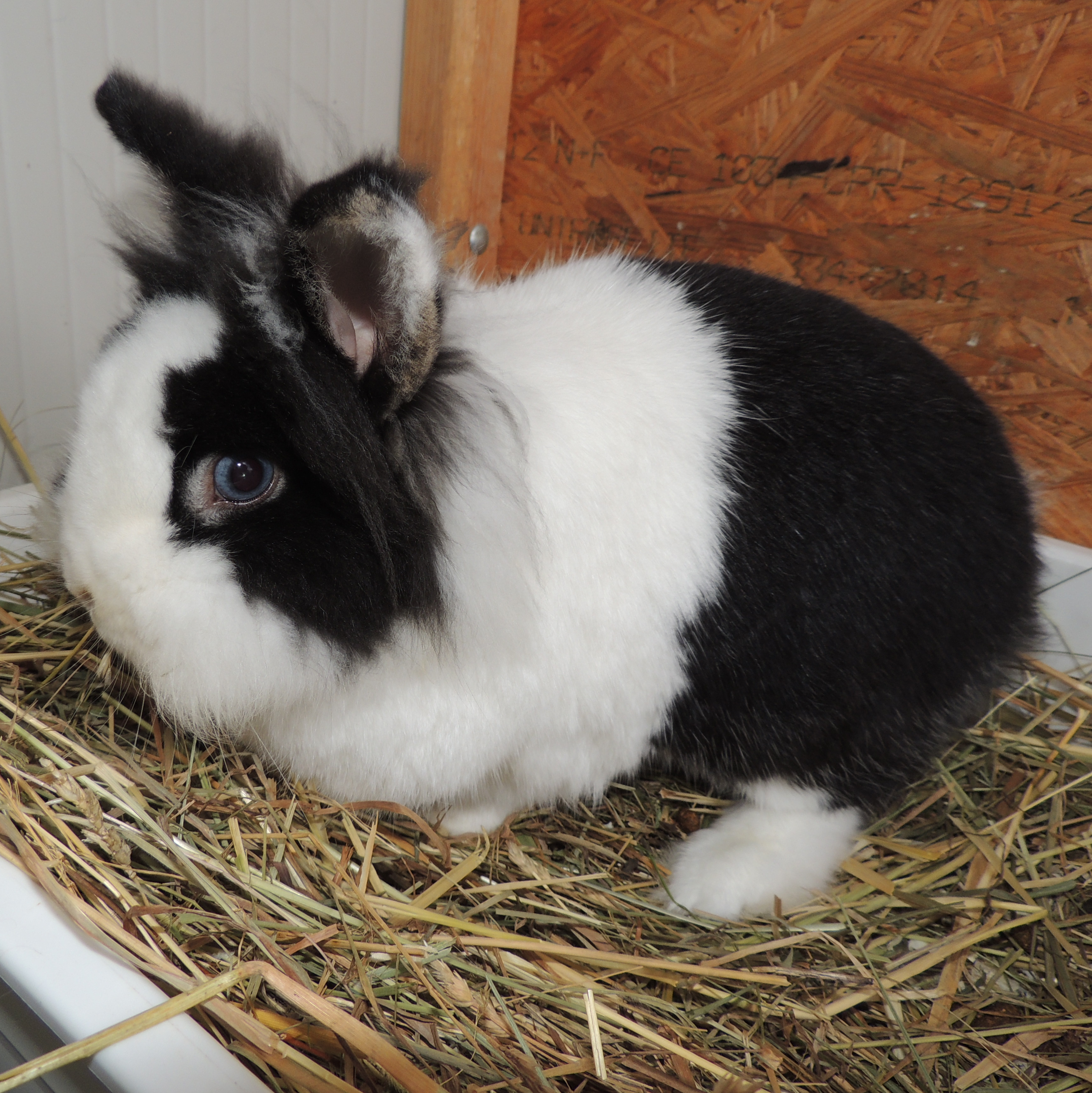 2018 01 Mister Flocke 3