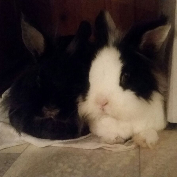 2018 04 Herr Flocke zuhause gefunden 1