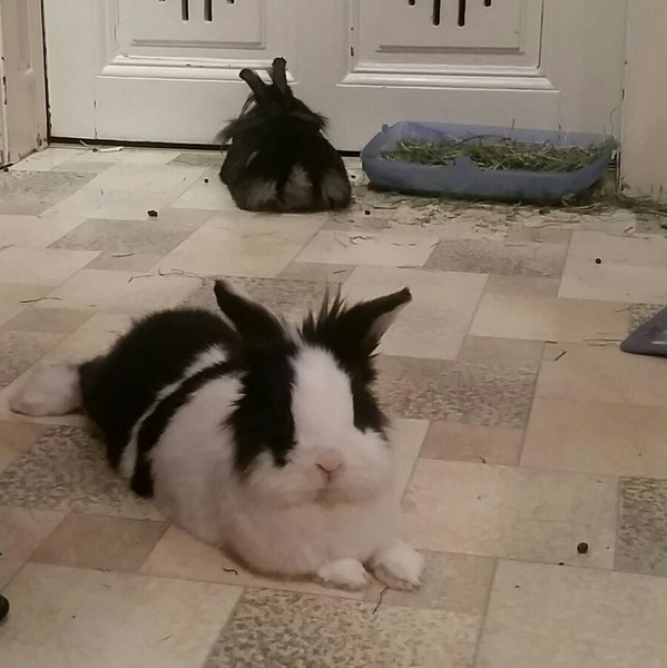 2018 04 Herr Flocke zuhause gefunden 2